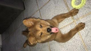 Fiora, Chow Chow