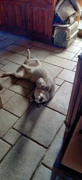 Hope, Husky Siberiano