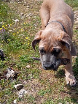 Shana, Cane Corso