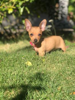Mel, Pinscher (Alemán)