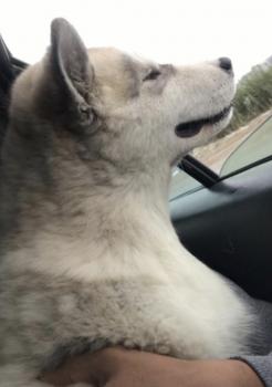 Laska, Malamute De Alaska