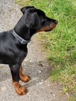Shadow, Dobermann