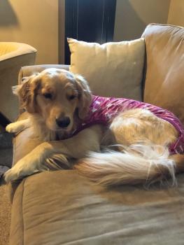 Sadie, Golden Retriever