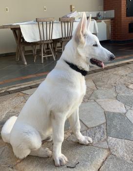 Ubbe, Berger Blanc Suisse