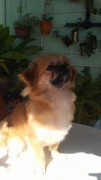Quevedo, Tibetan Spaniel