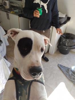 Polo, Dogo Argentino