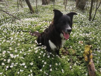 Loke, Border Collie