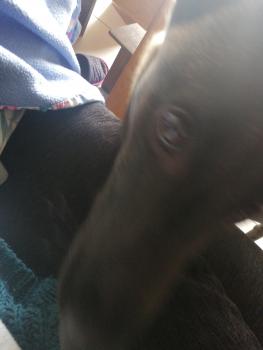 Roxy, Pastor Belga Malinois