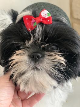 Sofia, Shih Tzu