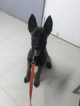 Suki, Berger Malinois