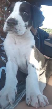 Thor, Dogue Allemand