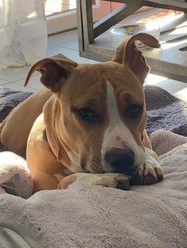 Ruby, American Staff