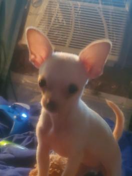 Miley, Chihuahua