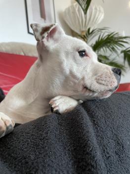 Ronie, Staffordshire Bull Terrier