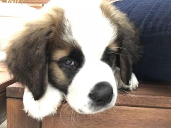 Soca, Saint Bernard