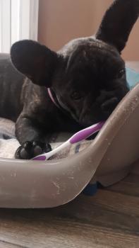 Saya, Bulldog Francés