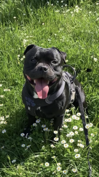 Thor, Staffordshire Bull Terrier