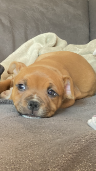 Ruby, Staffordshire Bull Terrier