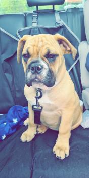Swansea, Bouledogue Anglais
