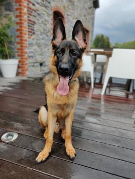 Tormund du Pirée, German Shepherd Dog