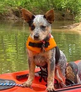 Oakley, Perro australiano del ganado