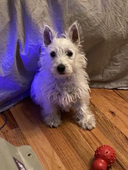 Jetpuff, Westies