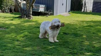 Roméo, Bearded Collie