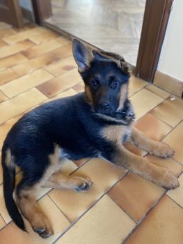 Sacha, Perro Pastor Alemán