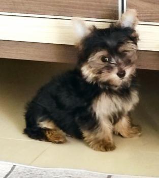 MAX, Yorkshire Terrier