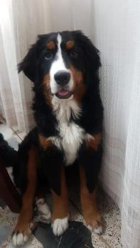 Thor, Bovaro del bernese