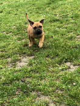 Saïko, Staffordshire Bull Terrier