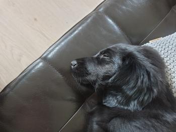 Orla, Retriever de pelo liso