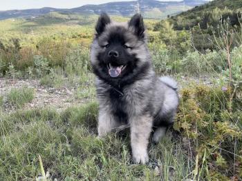 Snow, Eurasier