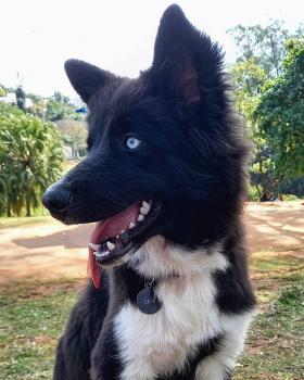 Sky, Border Collie
