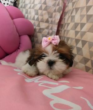 Amora, Shih Tzu