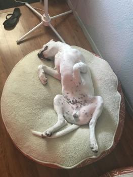 Lupo, Dogo Argentino