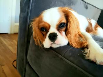 Arthur, Cavalier King Charles Spaniel