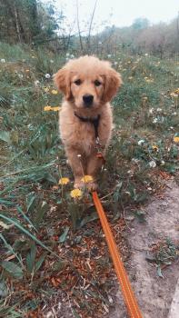 Stella, Golden Retriever