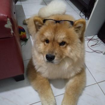 Kookie, Chow Chow