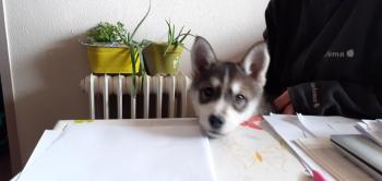 Ghunsa, Husky Siberiano