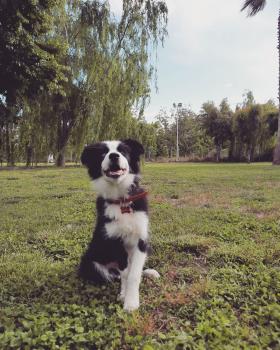 Fly, Border Collie