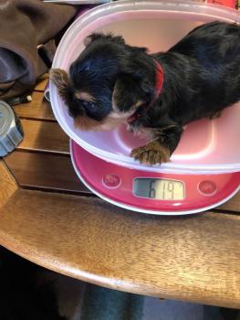 Lola, Yorkshire Terrier