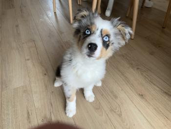 Stella, Berger Australien