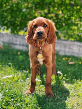 Marlo, Setter Irlandés