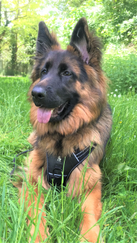 Roxie, Perro Pastor Alemán