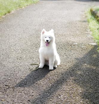 London, Samoyedo