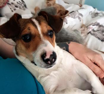 Bodhi, Jack Russell Terrier