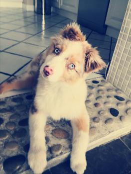 Saphir, Pastor Australiano