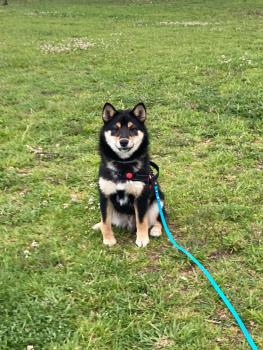 Haku, Shiba Inu Japonés