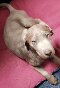 Sammy, Labrador Retriever